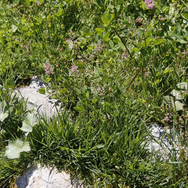 Agrostis stolonifera Pokrój