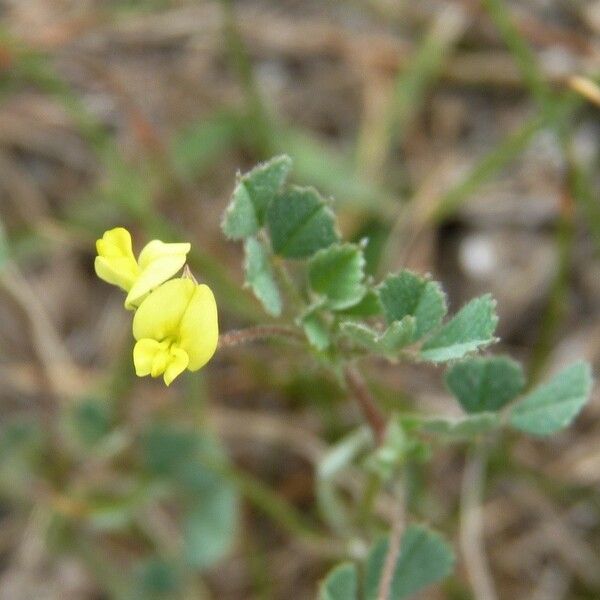 Medicago littoralis Blodyn