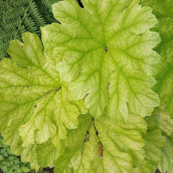 Darmera peltata Lapas