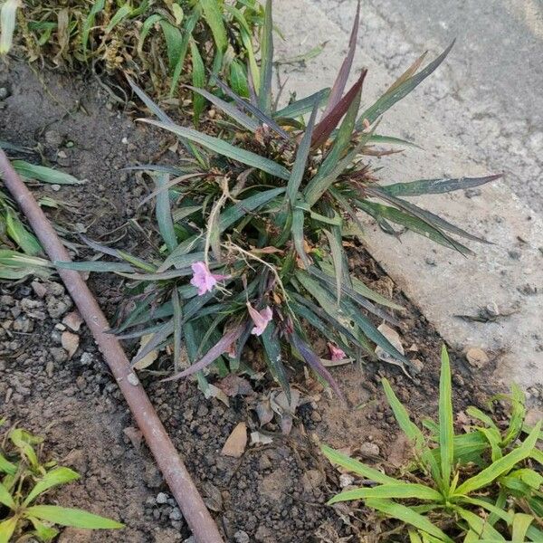 Ruellia simplex Blatt