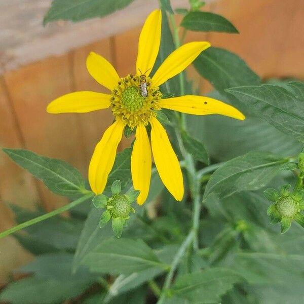 Rudbeckia laciniata Blomst