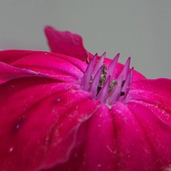 Silene coronaria Diğer