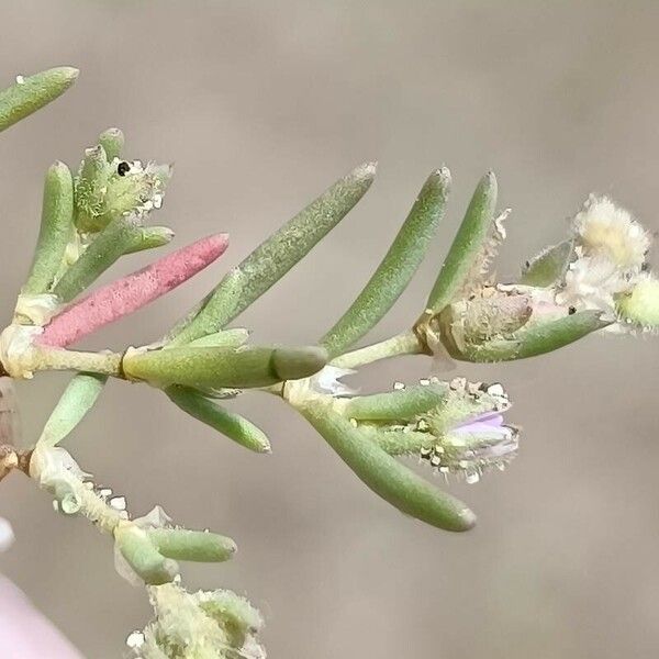 Spergularia marina Leaf