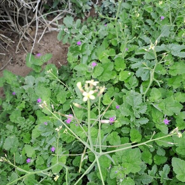 Coincya tournefortii Blüte