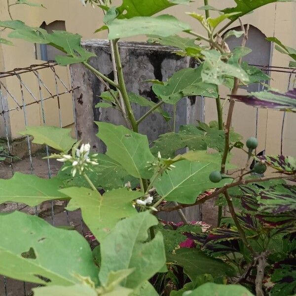 Solanum torvum Blatt