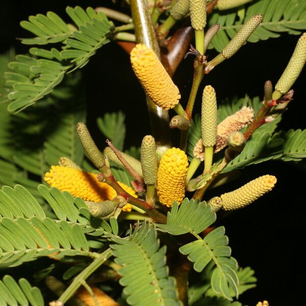 Vachellia collinsii Çiçek