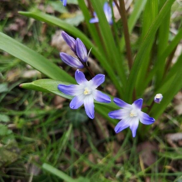 Scilla luciliae ফুল