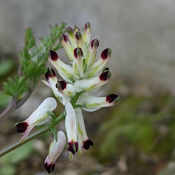 Fumaria capreolata Fleur