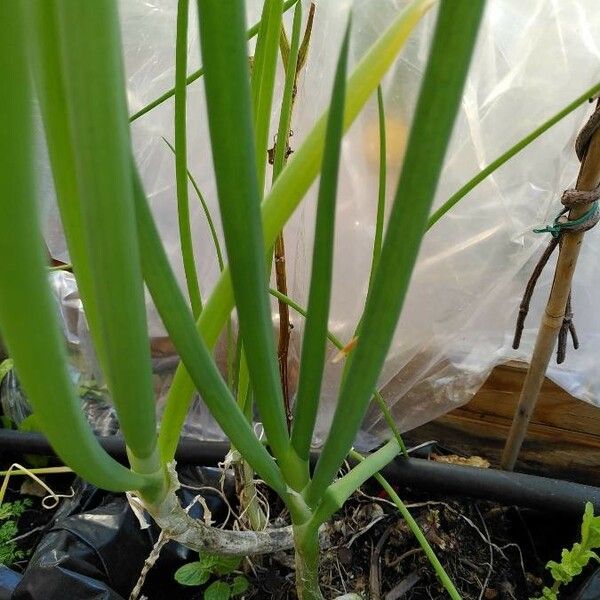 Allium fistulosum Bark