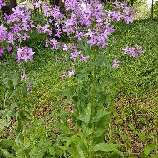 Hesperis matronalis Хабит