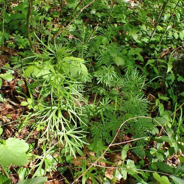 Aconitum anthora आदत