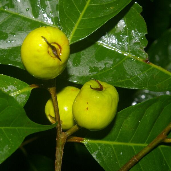 Clarisia biflora Fruit