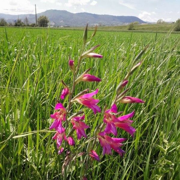 Gladiolus italicus Floare