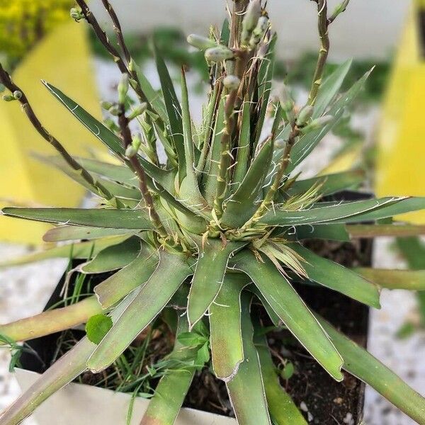 Agave filifera Feuille