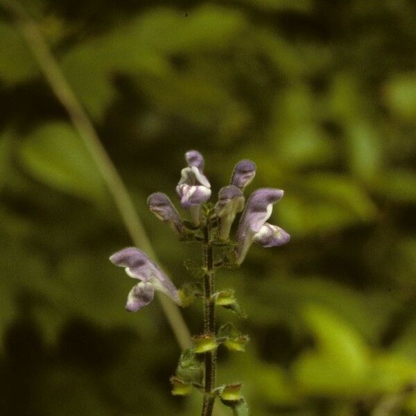 Scutellaria serrata 形态