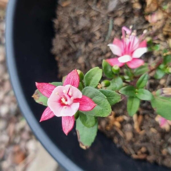 Fuchsia magellanica 花