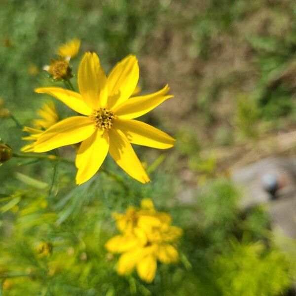 Coreopsis verticillata Flor