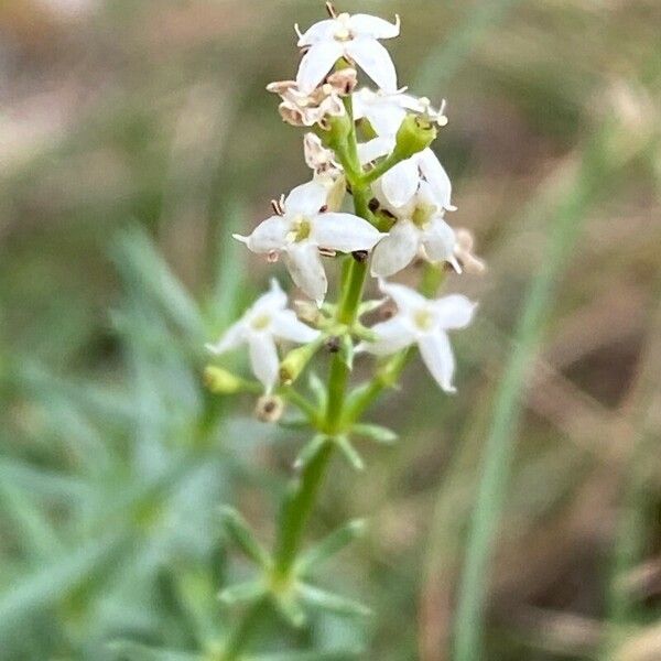 Galium glaucum Kwiat