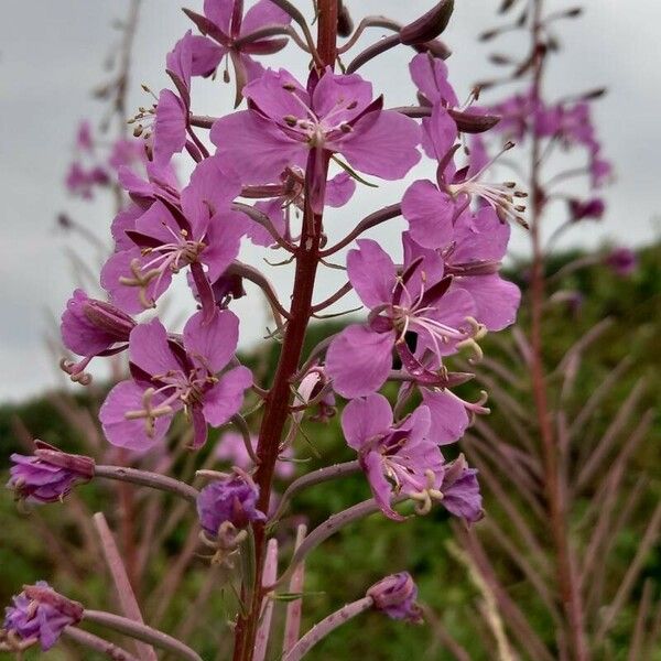 Epilobium angustifolium Кветка