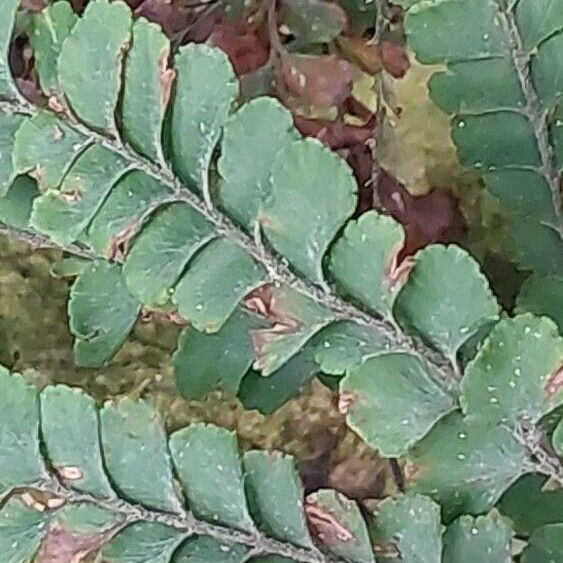 Adiantum hispidulum Leaf