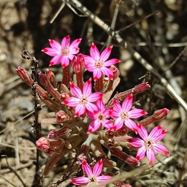 Pistorinia hispanica Λουλούδι