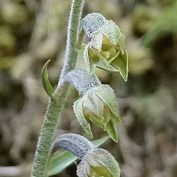 Epipactis microphylla Flower