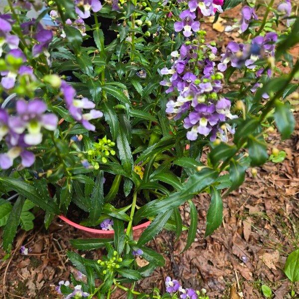 Angelonia angustifolia 花