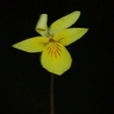 Viola sempervirens Fleur