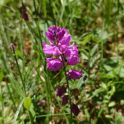 Polygala comosa Květ