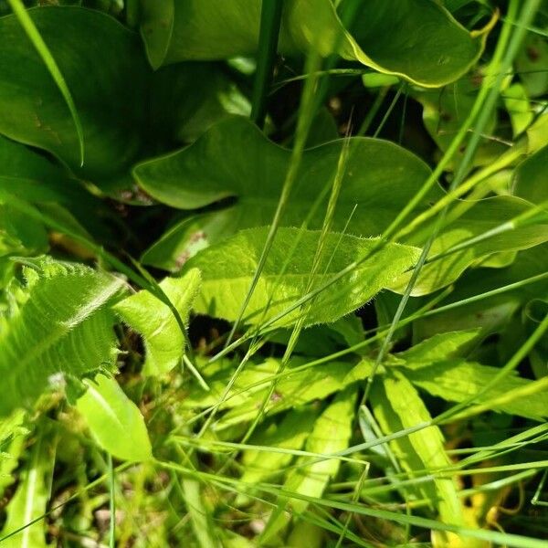 Hypochaeris uniflora Fulla