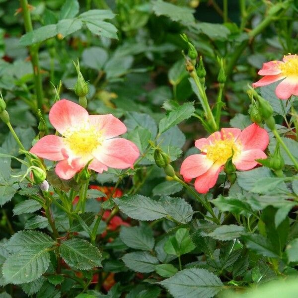 Rosa rubiginosa Kvet