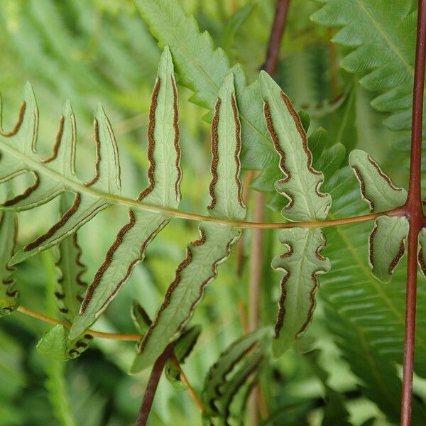 Histiopteris incisa Leaf