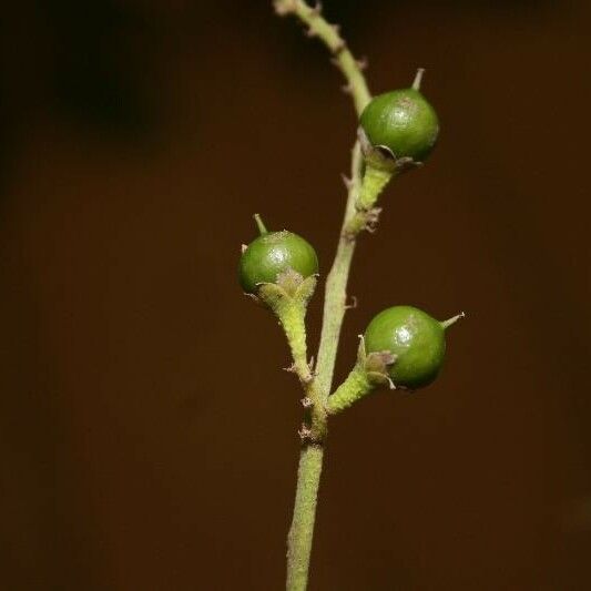 Banara guianensis Gyümölcs