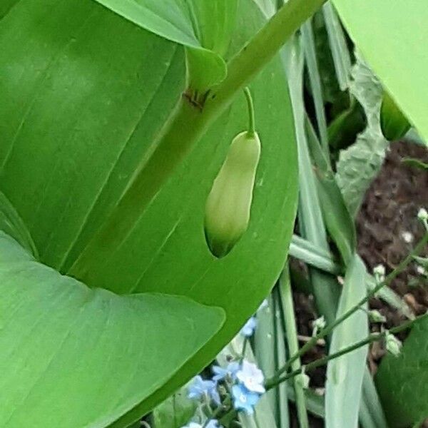 Polygonatum latifolium Flower