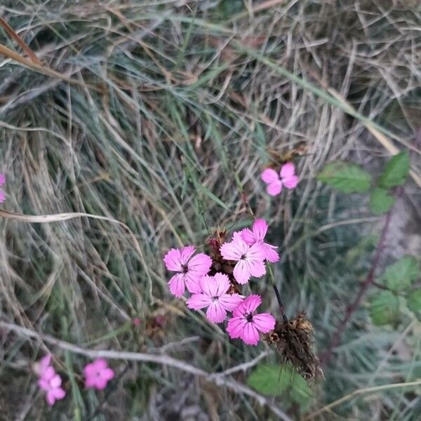 Dianthus scaber Flor