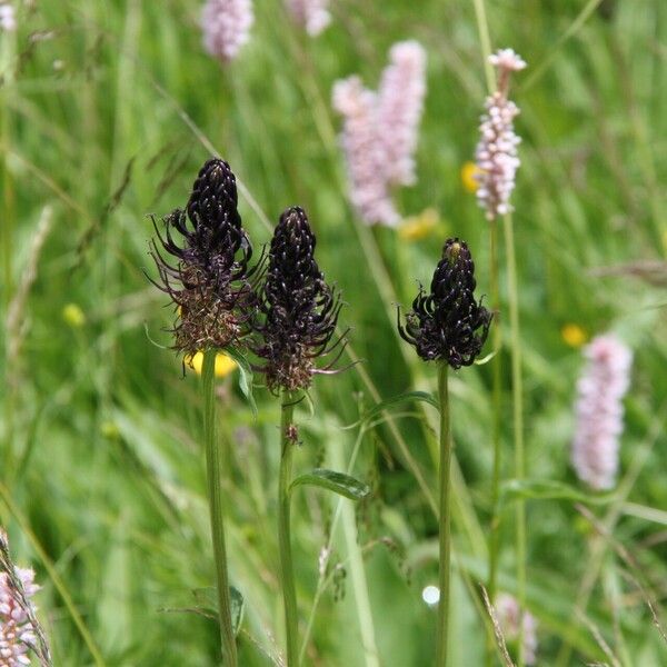 Phyteuma ovatum Flower