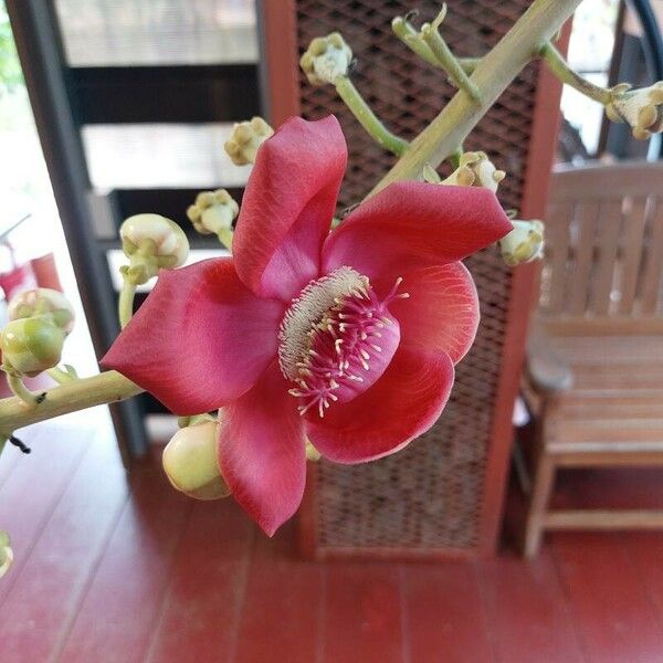 Couroupita guianensis Flor