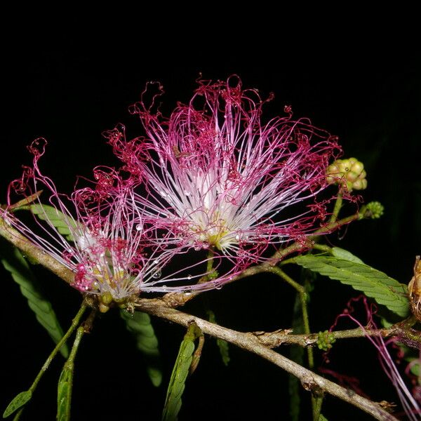 Calliandra magdalenae 花