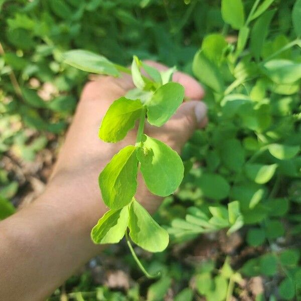 Lathyrus japonicus Φύλλο