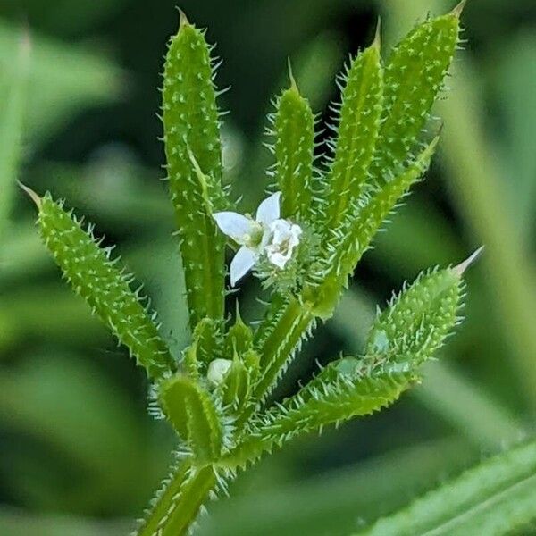 Galium aparine 花