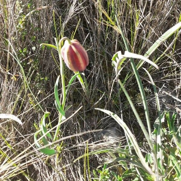 Fritillaria lusitanica പുഷ്പം