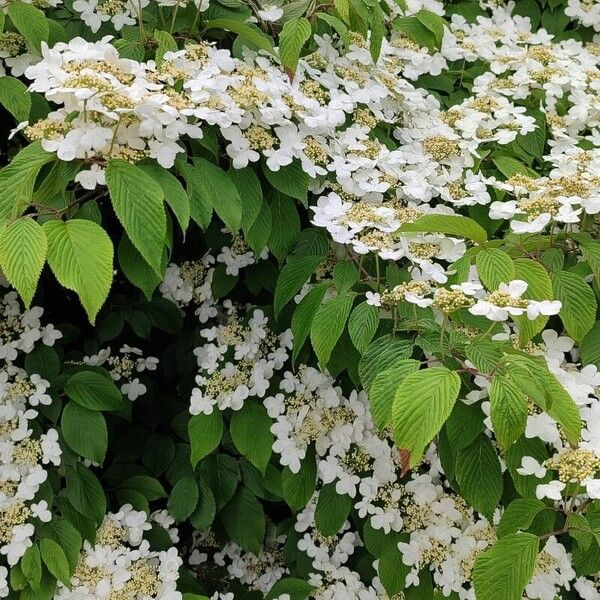 Viburnum plicatum Квітка