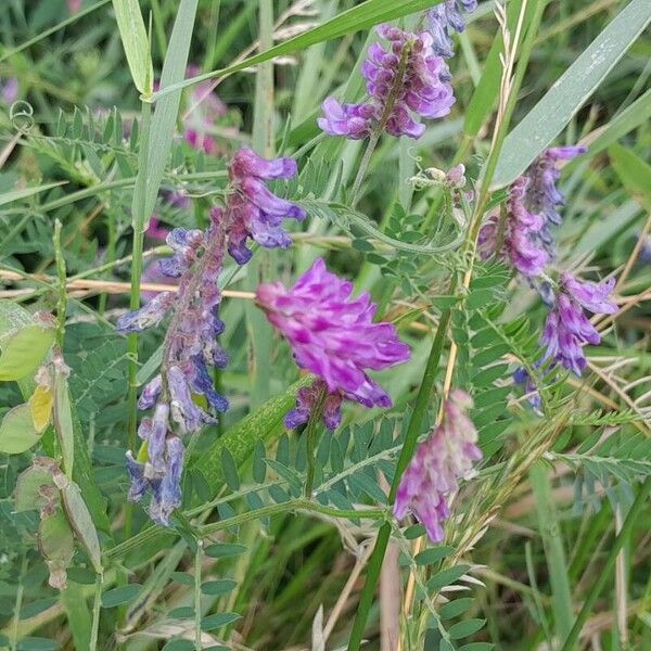 Vicia cracca Çiçek