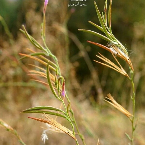 Epilobium brachycarpum Gyümölcs