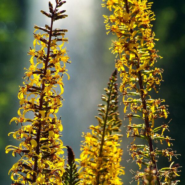 Ligularia wilsoniana Flower