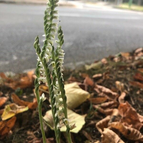 Spiranthes spiralis Fiore