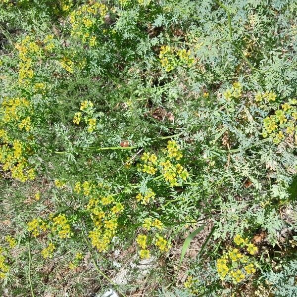 Ruta chalepensis Habit