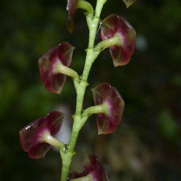 Stelis parvula Flor