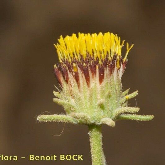 Perralderia coronopifolia Flower