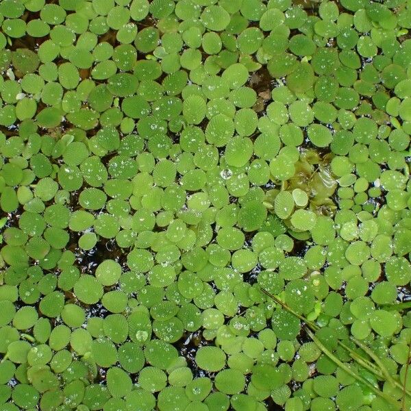 Salvinia minima (Water spangles)